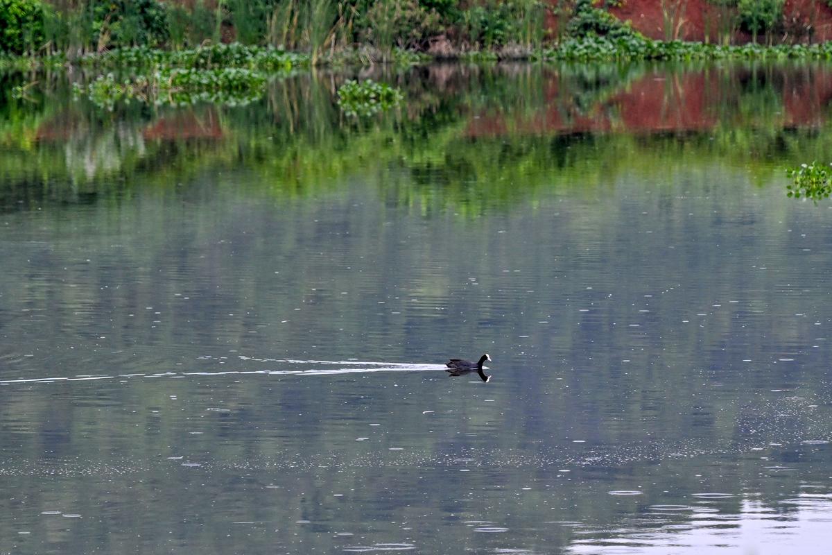 कंबाला गाँव में पुनर्जीवित देवरावानी चेरुवु में एक यूरेशियन खाट। कंबाला गाँव में पुनर्जीवित देवरावानी चेरुवु में एक यूरेशियन खाट।