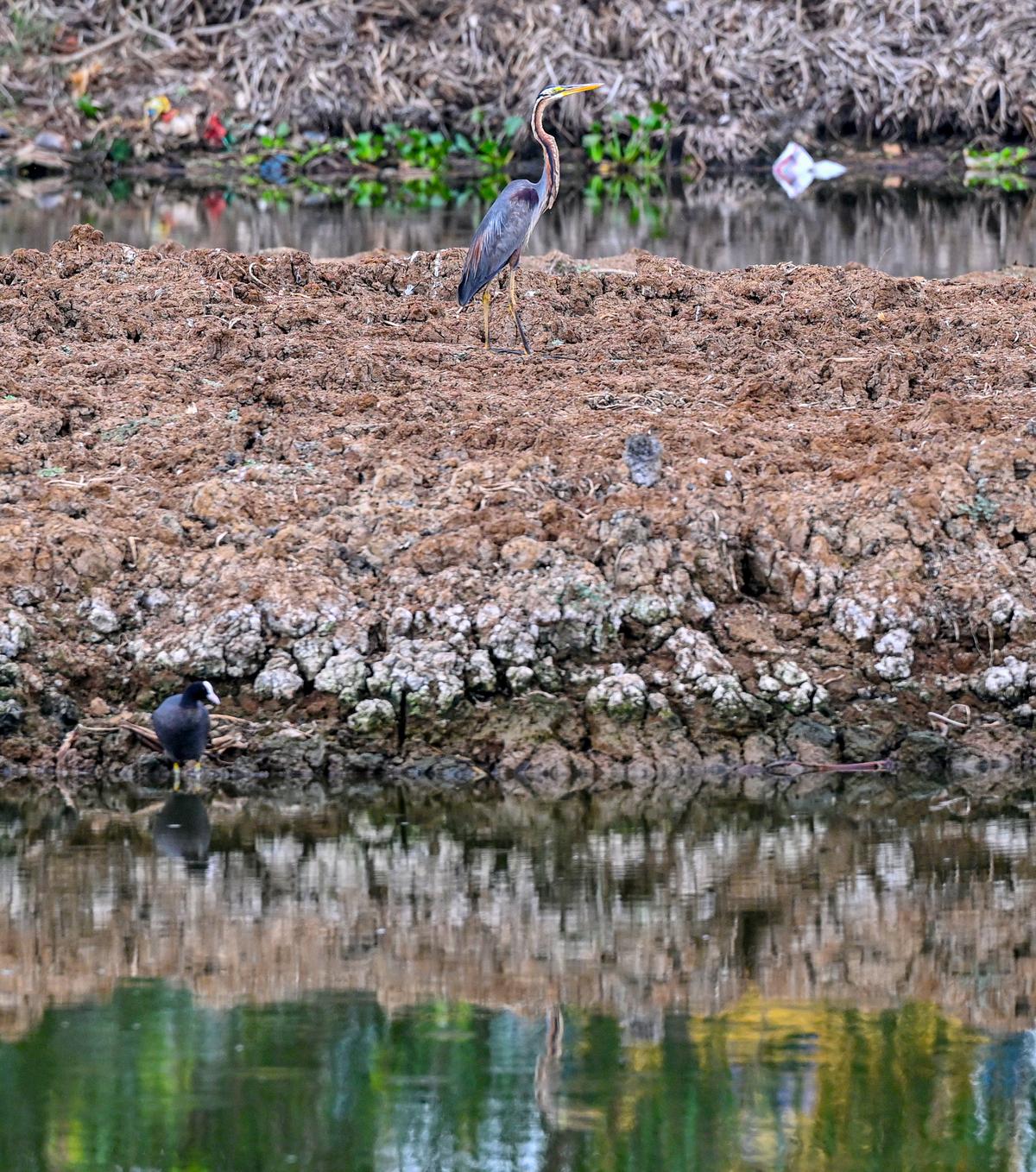 एक ग्रे हेरॉन पुनर्जीवित देवरावानी चेरुवु में पक्षियों के लिए बनाए गए एक द्वीप पर टिकी हुई है। एक ग्रे हेरॉन पुनर्जीवित देवरावानी चेरुवु में पक्षियों के लिए बनाए गए एक द्वीप पर टिकी हुई है।