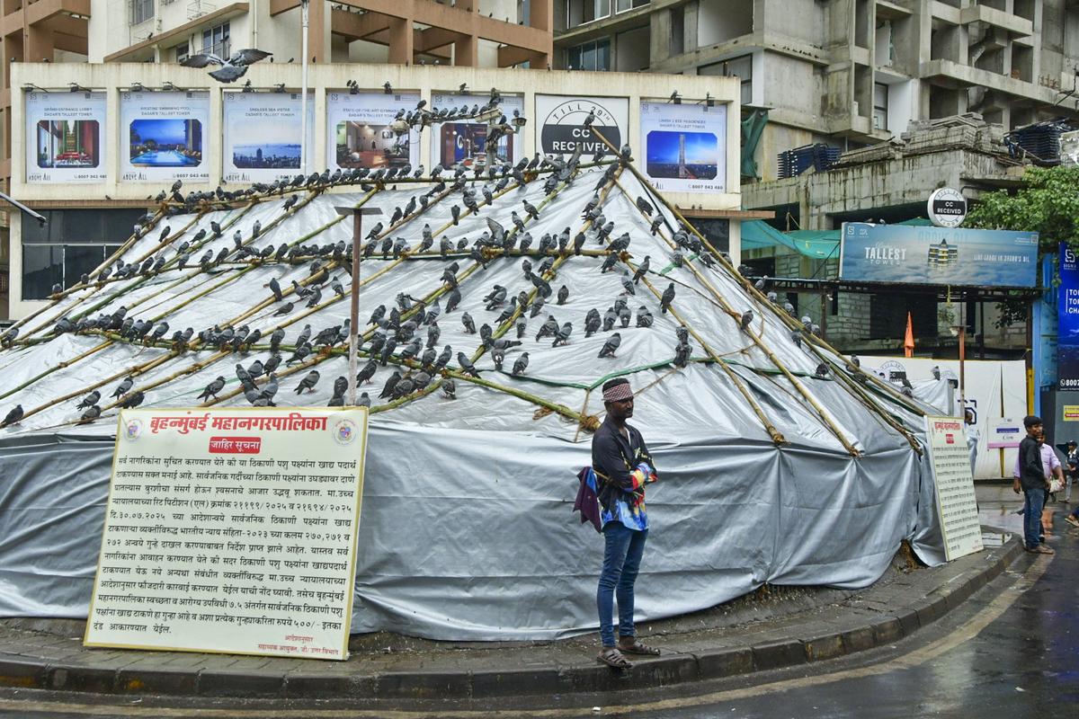 दादर में काबुतर्कना को बीएमसी ने महाराष्ट्र सरकार से एक निर्देश के बाद कवर किया था। दादर में काबुतर्कना को बीएमसी ने महाराष्ट्र सरकार से एक निर्देश के बाद कवर किया था।
