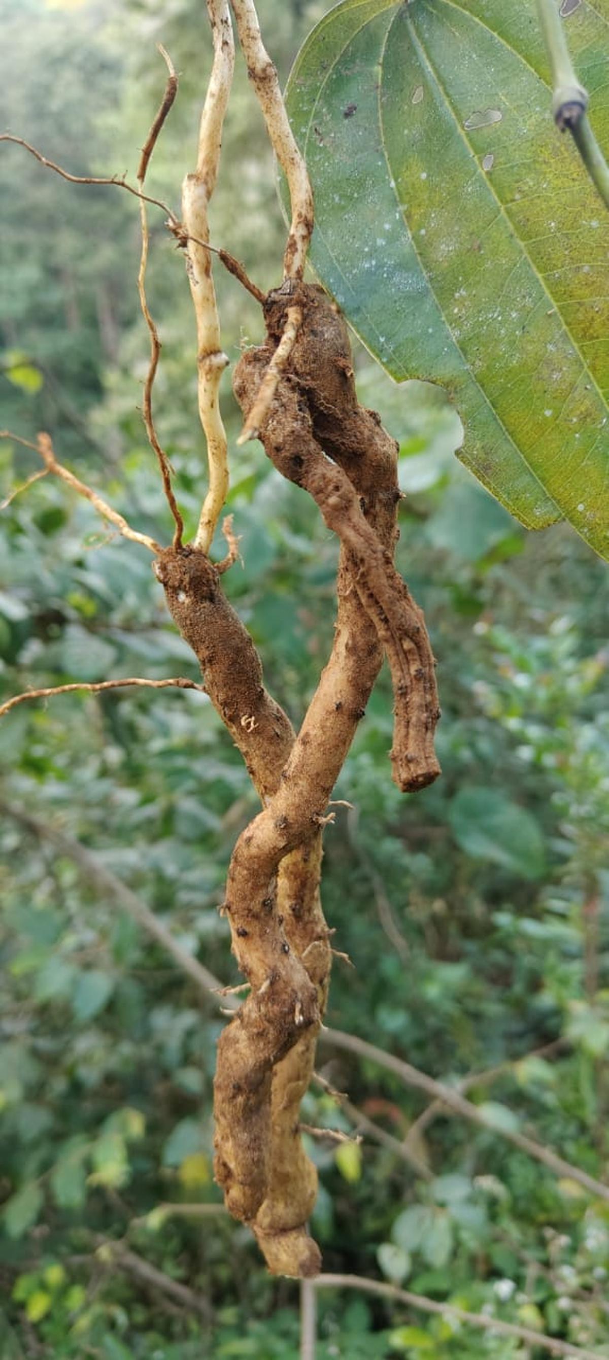 डोस्कोरिया बालकृष्णनी