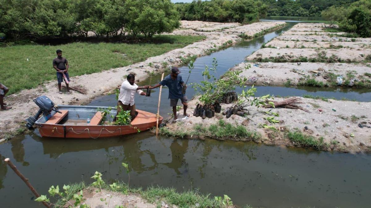 लगभग 25 बंदूक की थैलों को अदीर द्वीप की लड़ाई से हटा दिया गया था, इससे पहले कि पौधे लगाए गए थे। लगभग 25 बंदूक की थैलों को अदीर द्वीप की लड़ाई से हटा दिया गया था, इससे पहले कि पौधे लगाए गए थे।