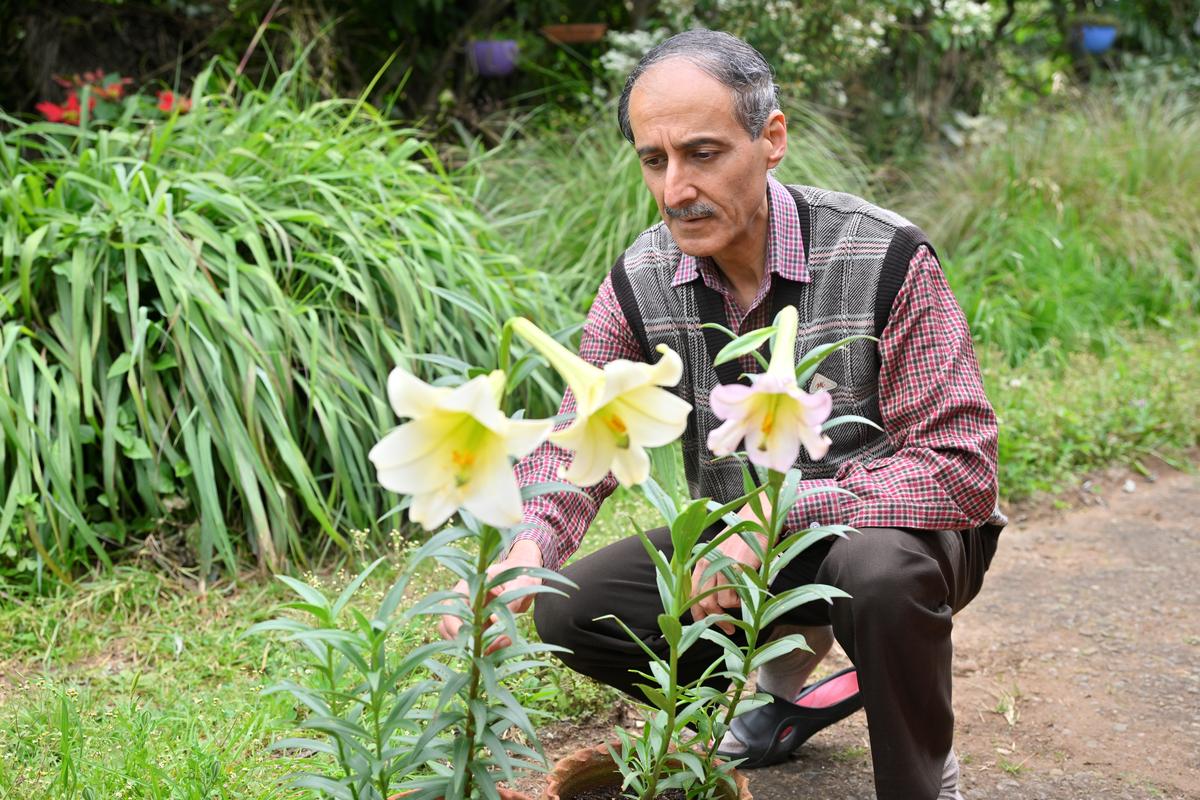 डॉ। छाबड़ा उदगमंदलम में अपने निवास पर ब्लूम में निलगिरी लिली के पास जाता है। 