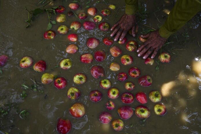 फ्रेम में | Ralentless RAIN UPSETS कश्मीर की सेब की गाड़ी

