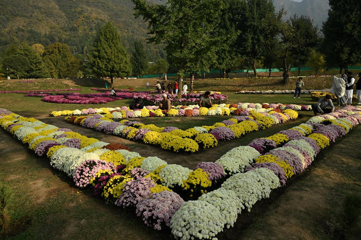 पर्यटक 23 अक्टूबर, 2025 को श्रीनगर में नए आगामी थीम पार्क ज़बरवान पहाड़ियों में गुलदाउदी शरद ऋतु के फूल का आनंद लेते हैं। 