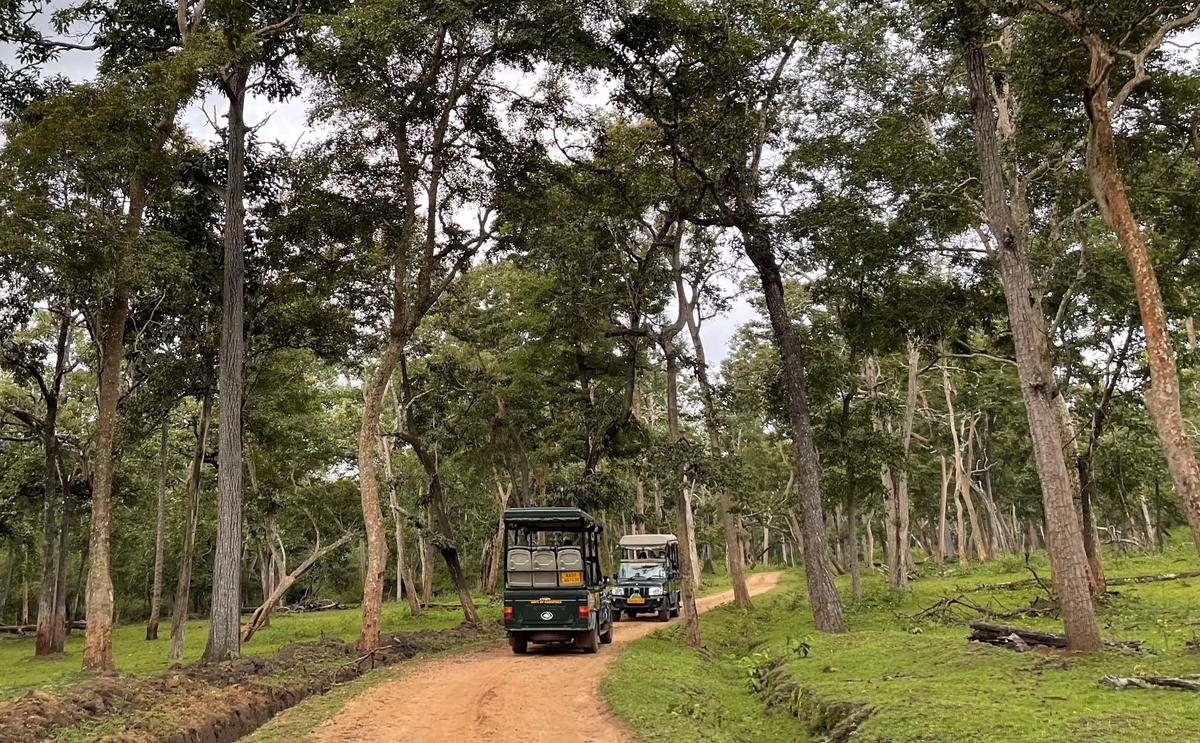 किसानों ने चिंता व्यक्त की थी कि बढ़ती सफारी यात्राओं से वन्यजीवों को परेशानी हो रही है, जिसके परिणामस्वरूप जंगलों के बाहर के गांवों में संघर्ष की स्थिति पैदा हो रही है। फाइल फोटो. 