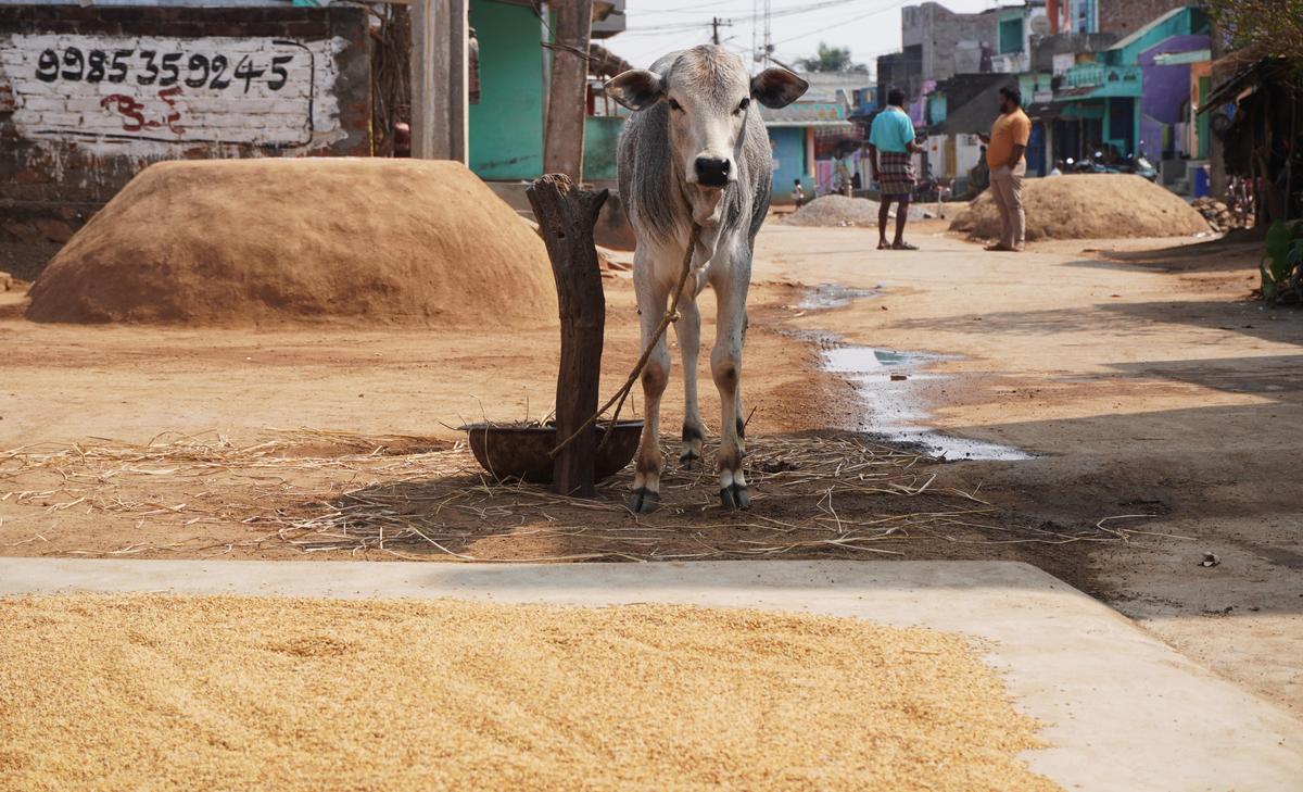 खोनिस श्रीकाकुलम जिले के कांचिली मंडल के पूर्णा सासनम गांव की एक सड़क पर स्थित है।