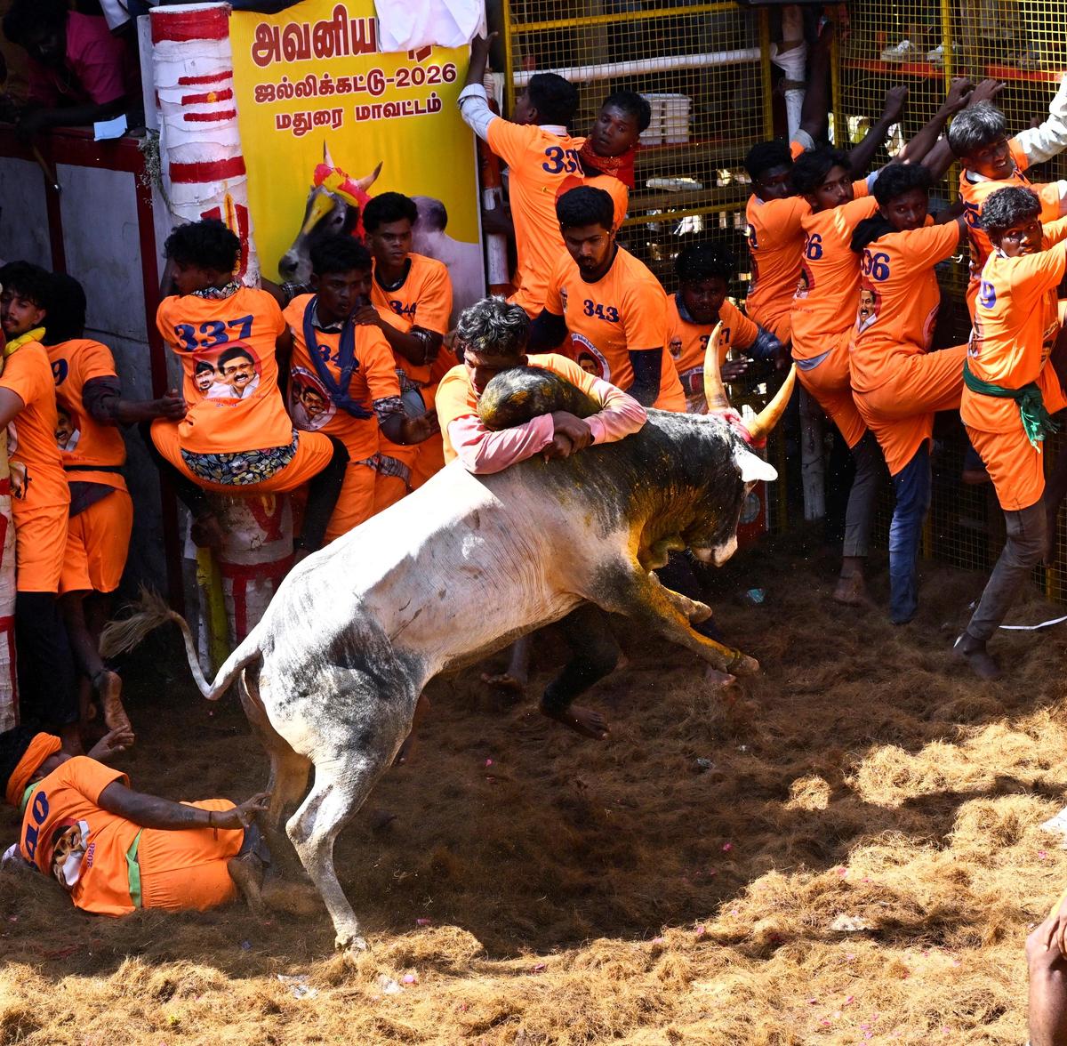 आयोजन के 12 राउंड में 937 सांडों और 568 सांडों को काबू करने वालों ने भाग लिया।