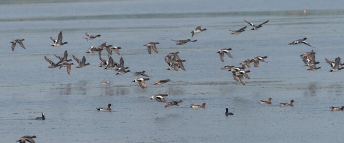 हाल ही में आयोजित तमीराभरानी वॉटरबर्ड गणना के दौरान वेल्लूर कास्पा टैंक में वॉटरबर्ड देखे गए