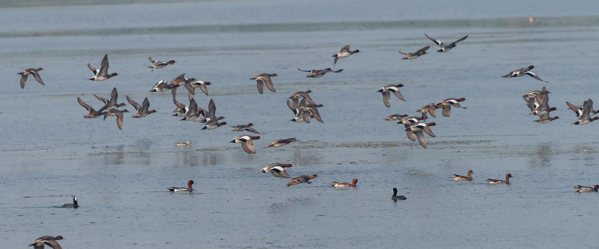 हाल ही में आयोजित तमीराभरानी वॉटरबर्ड गणना के दौरान वेल्लूर कास्पा टैंक में वॉटरबर्ड देखे गए