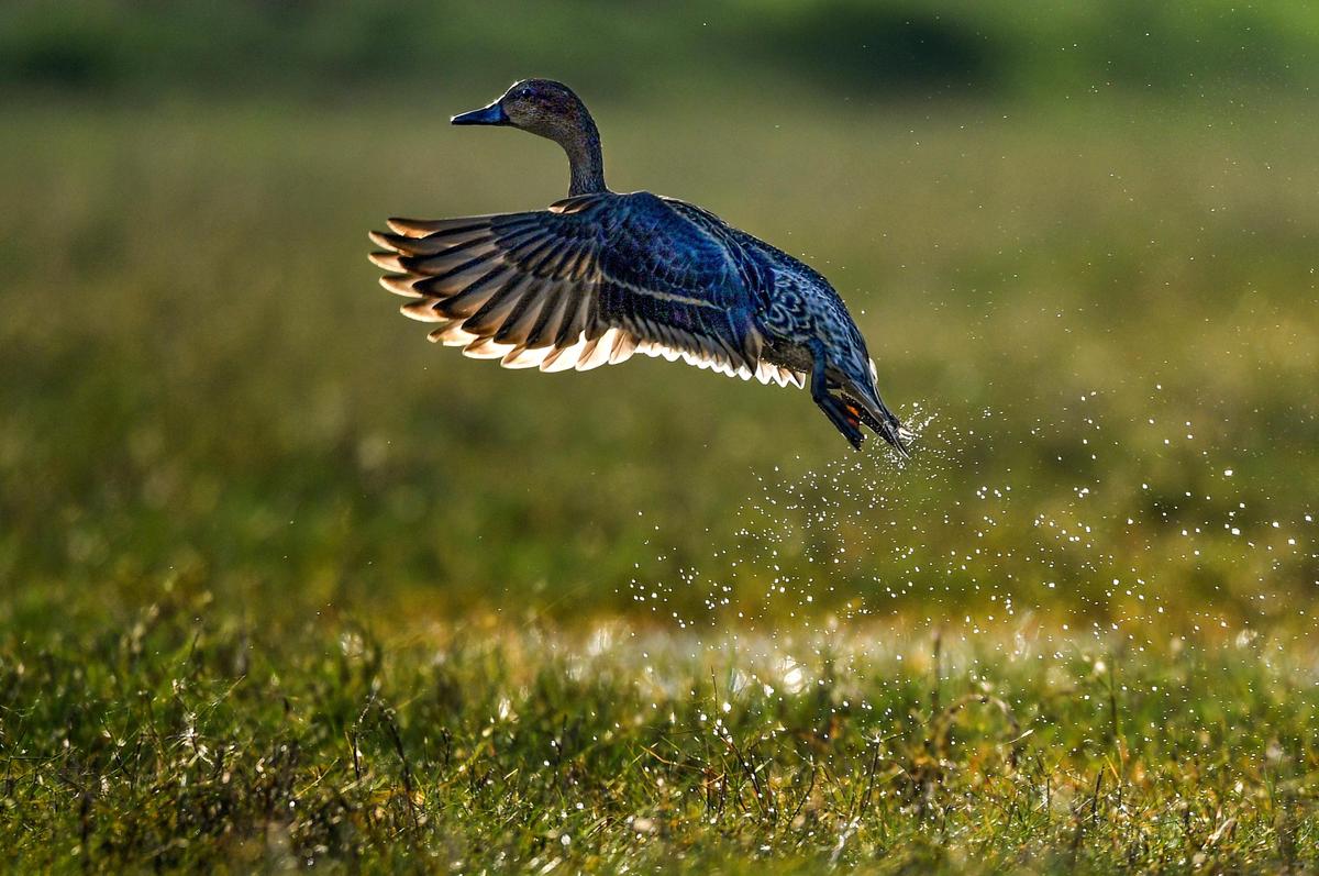 एक उत्तरी पिंटेल.