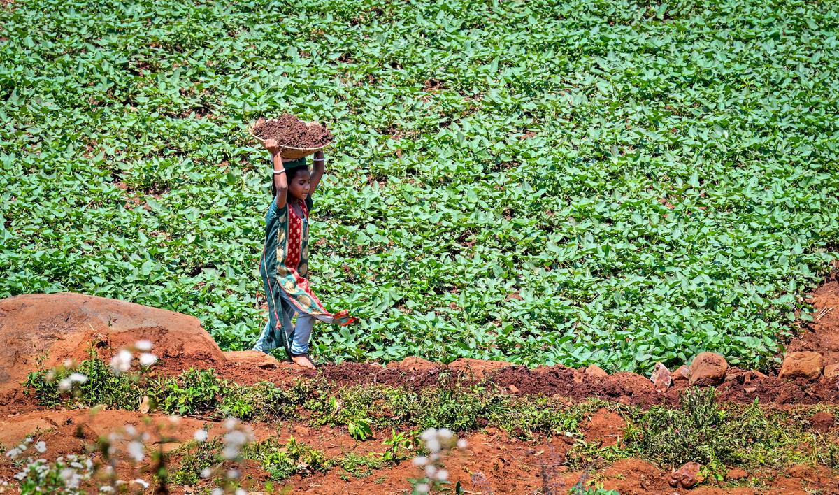 A child carries natural manure to a farm as part of natural farming practices at Devuduvalasa village in Suvva Valley near Araku in the Eastern Ghats of Andhra Pradesh, about 130 km from Visakhapatnam.