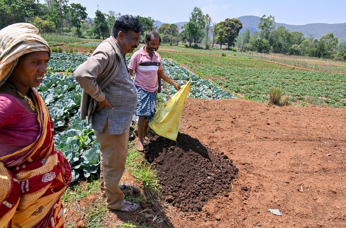 Farmers practising natural farming at Devuduvalasa village in Suvva Valley near Araku in the Eastern Ghats of Andhra Pradesh, about 130 km from Visakhapatnam.