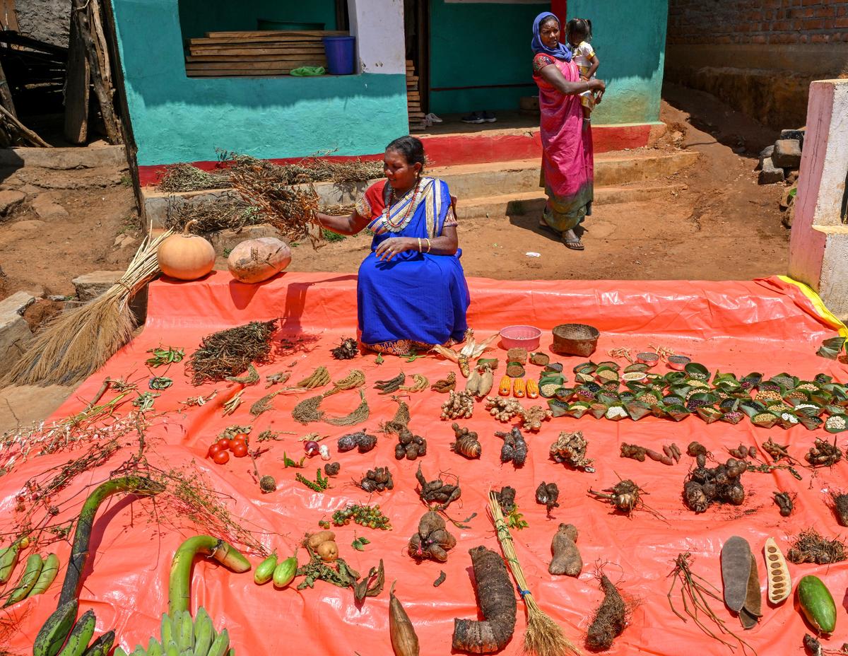 Native seed varieties being displayed by seed savers Pangi Sunkri, who won the national award of Plant Genome Saviour Community Award from the Protection of Plant Varieties and Farmers’ Rights Authority, at Gasaba village in the Eastern Ghats of Andhra Pradesh.