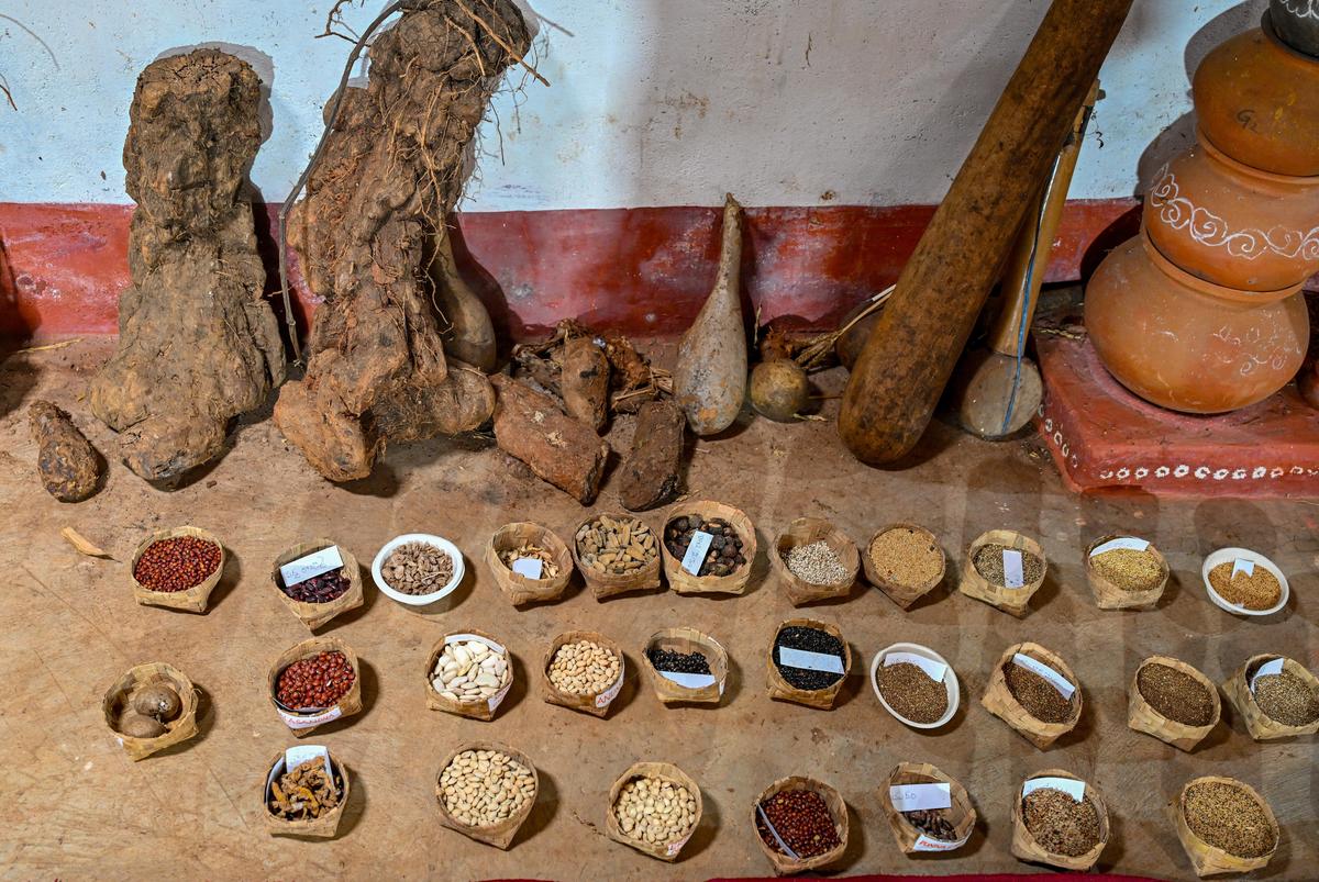 The native seed collection at the Soil and Seed Information Centre of Sanjeevini Rural Development Society at Kiloguda in the Eastern Ghats of Andhra Pradesh, about 130 kilometres from Visakhapatnam.