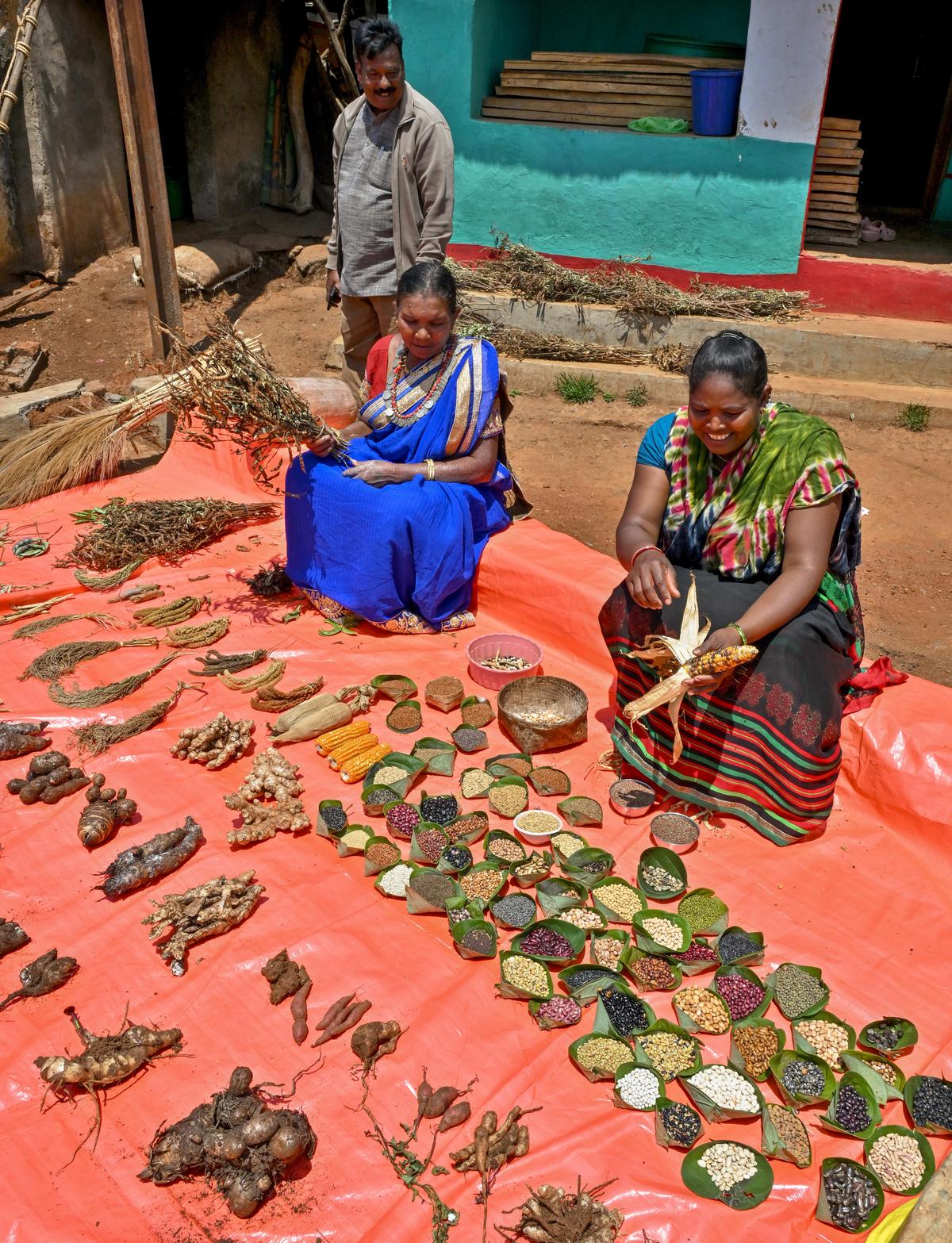 Native seed varieties being displayed by seed savers Pangi Sunkri, who won the national award of Plant Genome Saviour Community Award from the Protection of Plant Varieties and Farmers’ Rights Authority, and Radhika along with P Devullu of Sanjeevini Rural Development Society at Gasaba village in the Eastern Ghats of Andhra Pradesh.