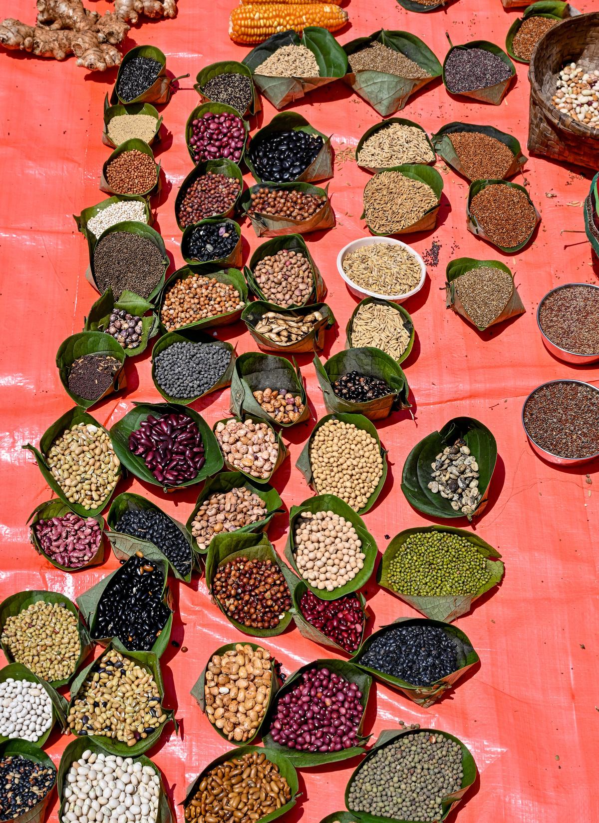 Native seed varieties being displayed by seed savers at Gasaba village in the Eastern Ghats of Andhra Pradesh.