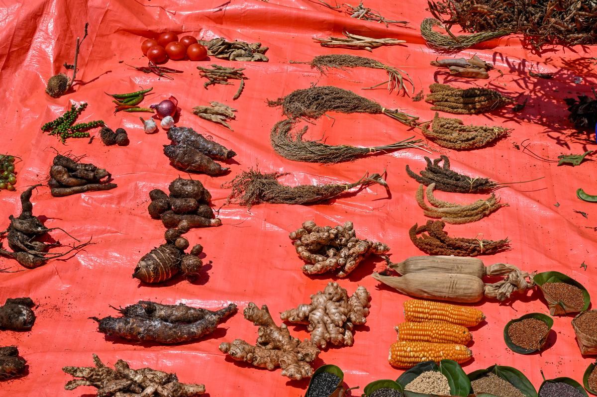 Native seed varieties being displayed by seed savers at Gasaba village in the Eastern Ghats of Andhra Pradesh.