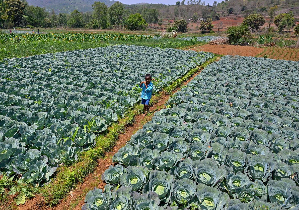 Farmers practising natural farming at Devuduvalasa village in Suvva Valley near Araku in the Eastern Ghats of Andhra Pradesh, about 130 km from Visakhapatnam.
