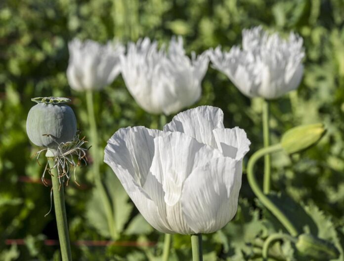 फ्रेम्स में समाचार: खिलने का लाइसेंस

