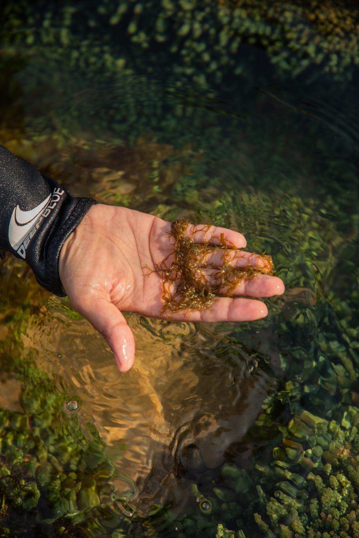 समुद्री शैवाल की एक किस्म समुद्री शैवाल की एक किस्म