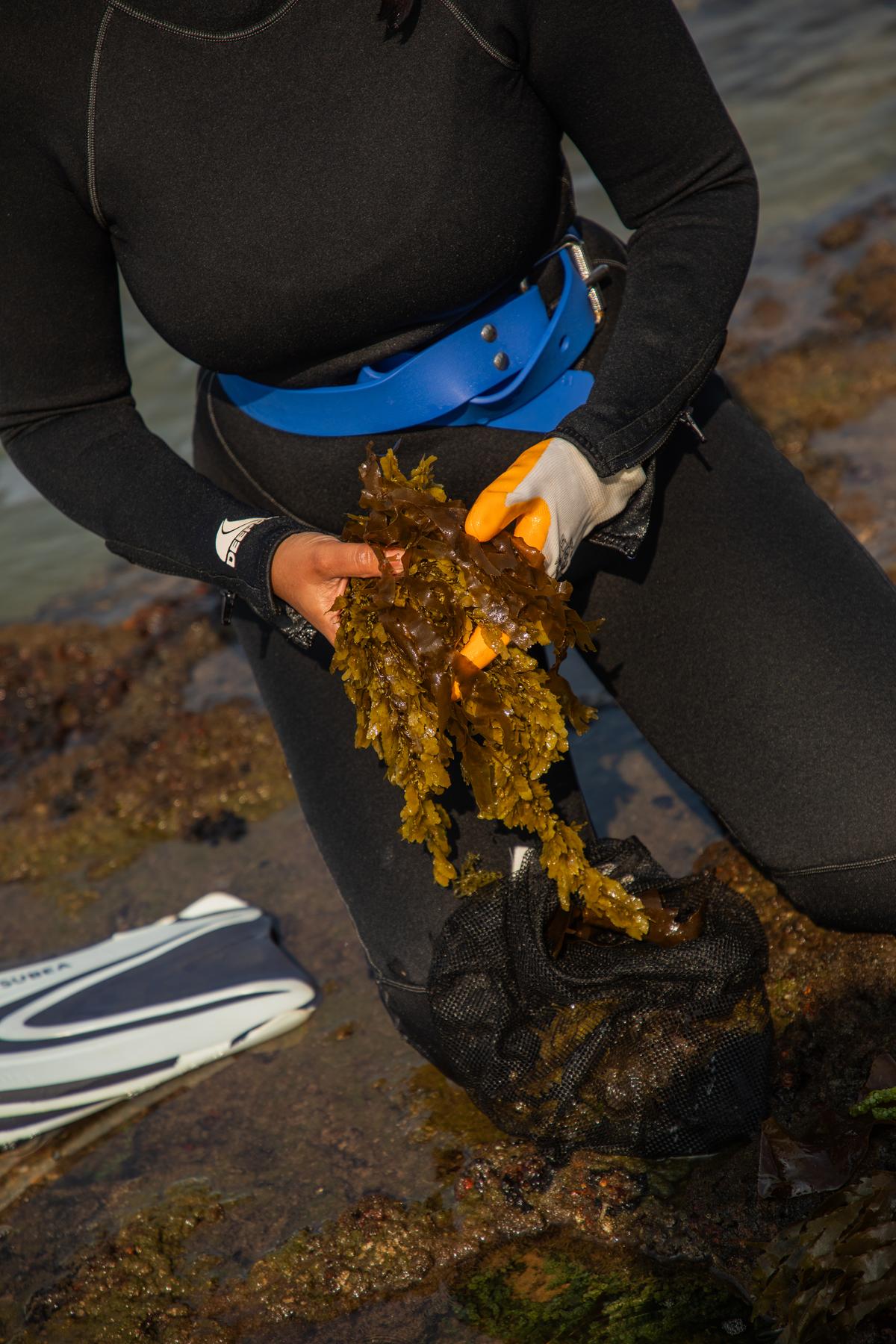 सरगसुम सरगसुम