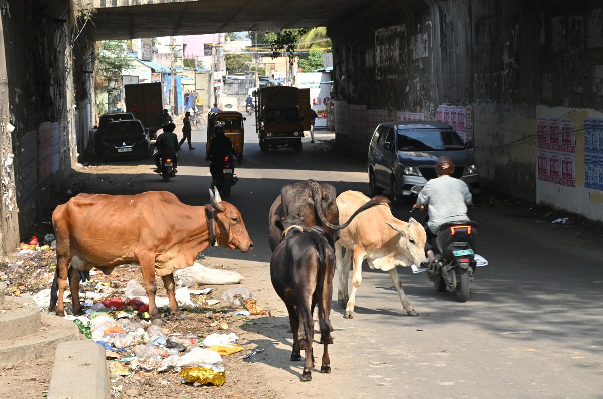 आवारा मवेशियों की मौजूदगी निवासियों के लिए खतरा बनी हुई है।